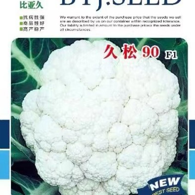 松花菜种子久松90久松100中熟大花球耐寒采收期长