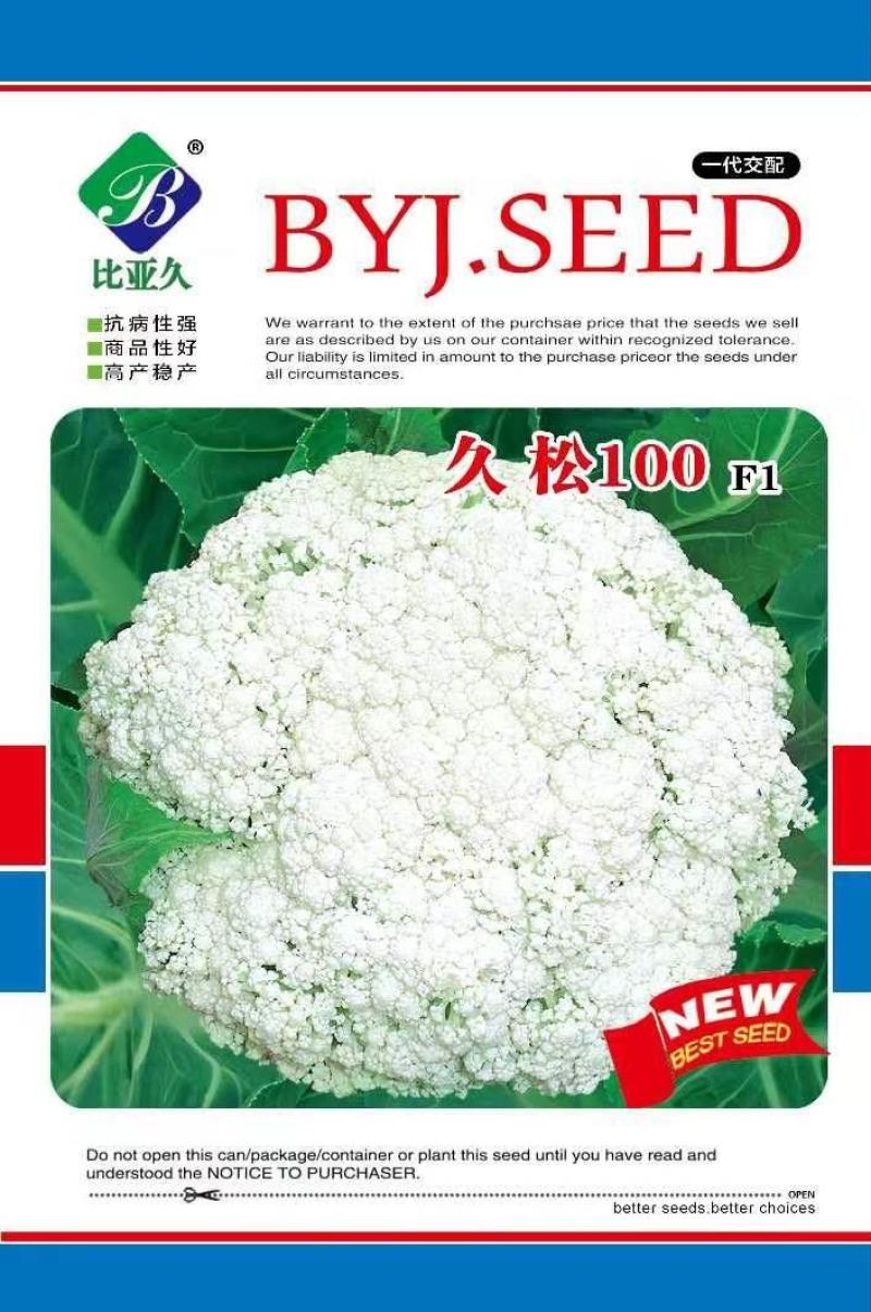 松花菜种子久松90久松100中熟大花球耐寒采收期长
