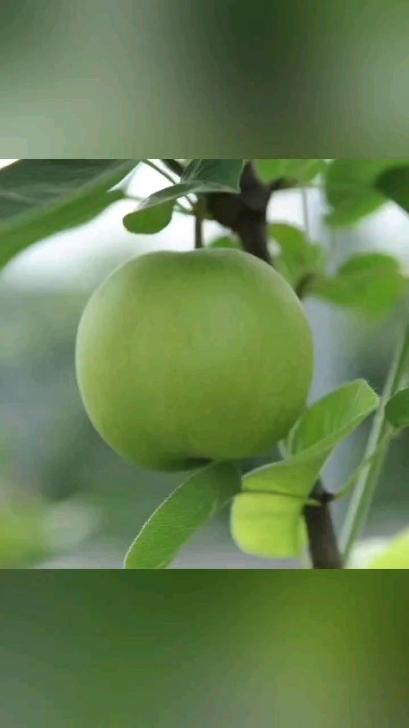 苏翠一号梨苗，早熟丰产优质梨树苗