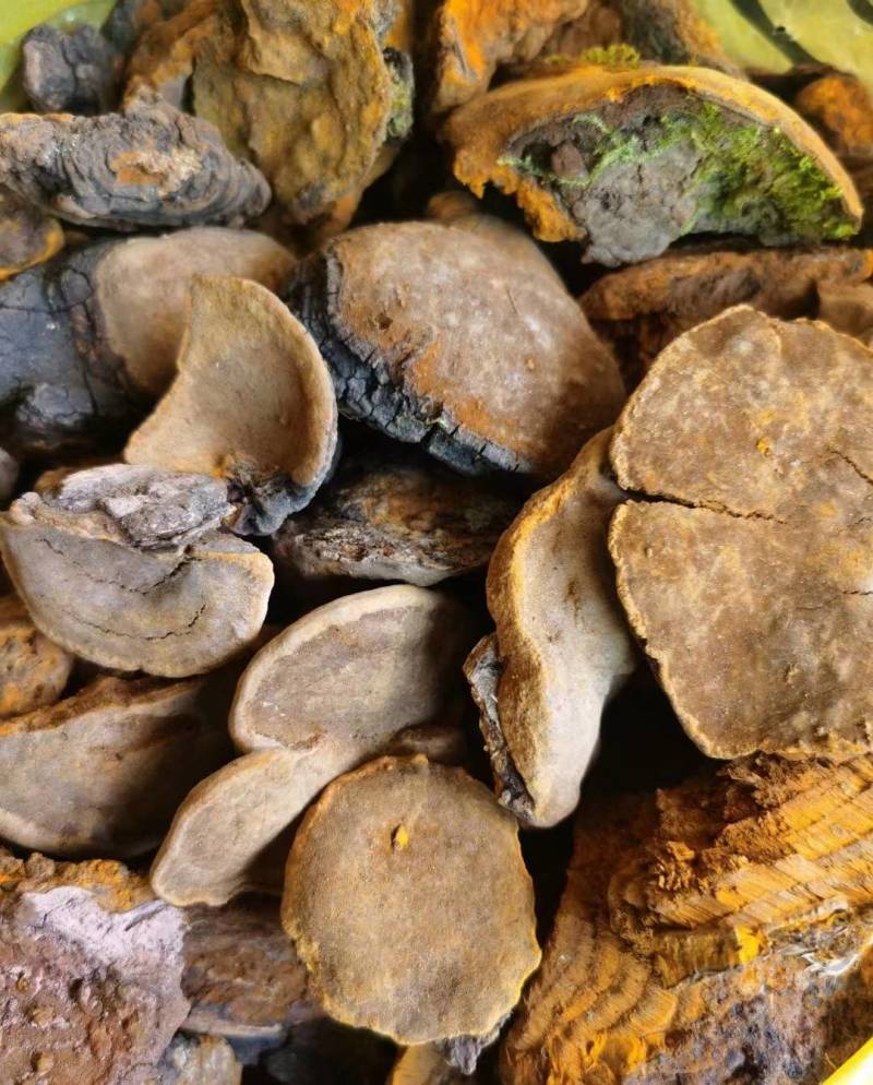 桑树桑黄