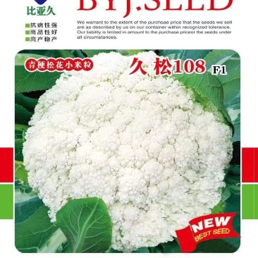 松花菜种子久松108久松120晚熟大花球高产花椰菜子