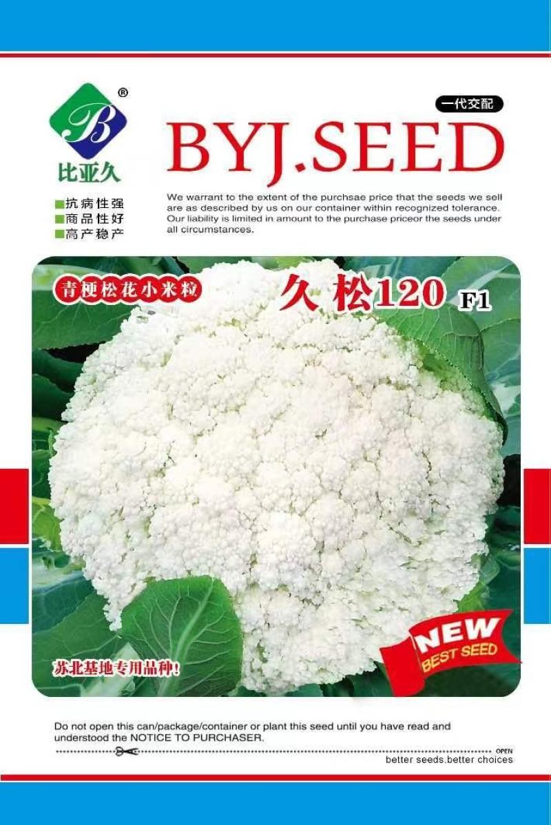 松花菜种子久松108久松120晚熟大花球高产花椰菜子