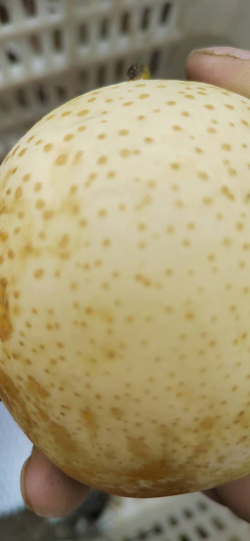 黄金梨皮薄核小，脆甜口感好，果肉细嫩糖度达到13点多