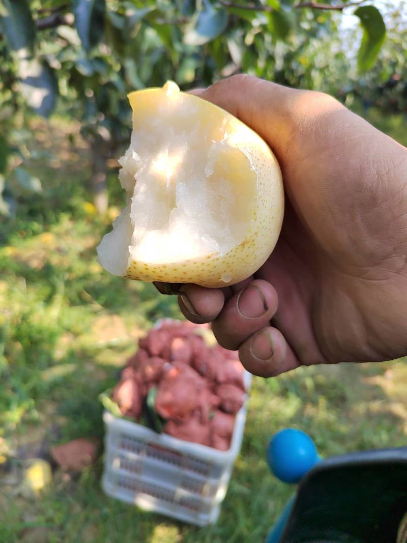黄金梨皮薄核小，脆甜口感好，果肉细嫩糖度达到13点多