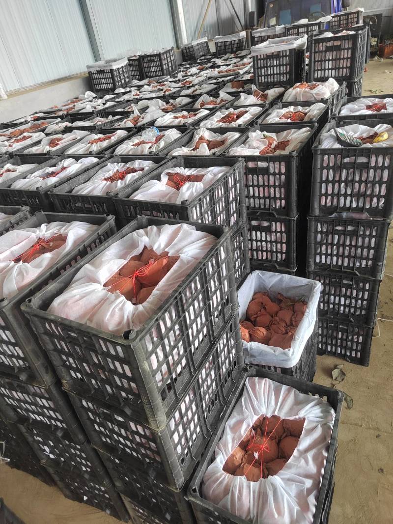 黄金梨皮薄核小，脆甜口感好，果肉细嫩糖度达到13点多