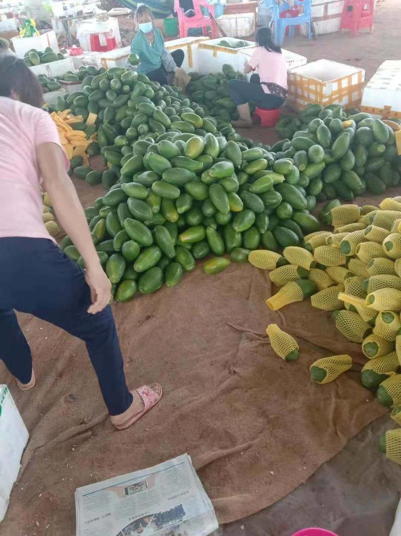 大青木瓜大量上市，欢迎订购！