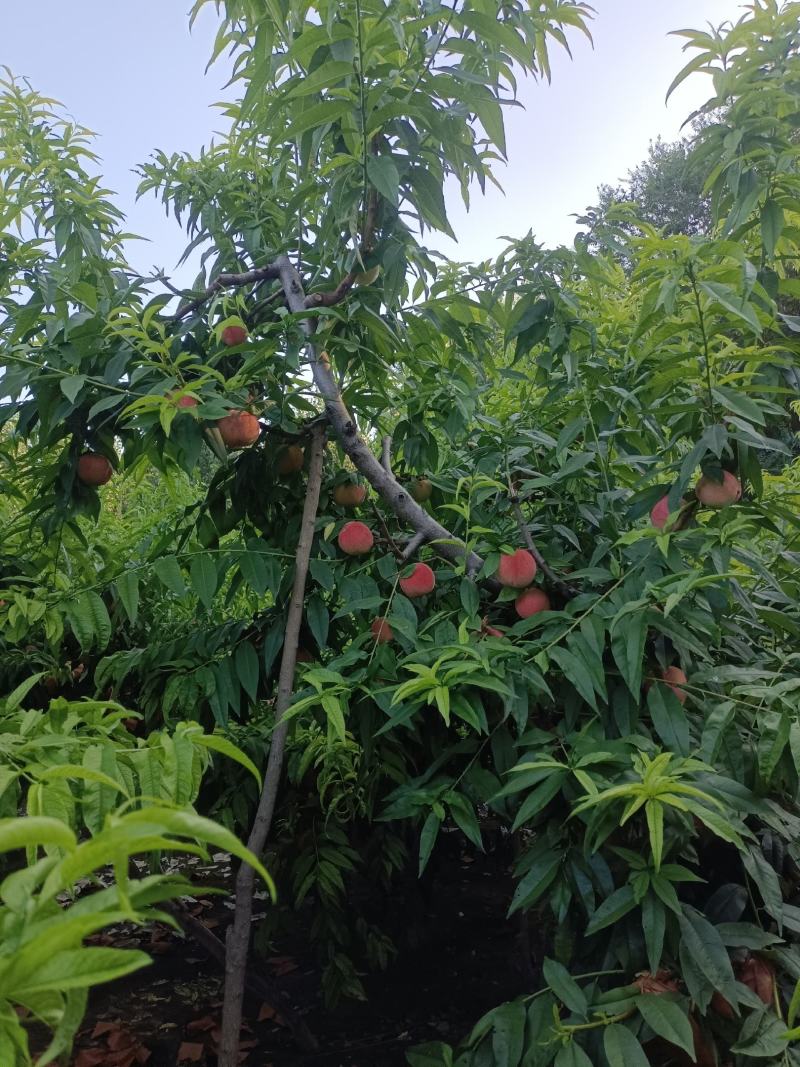 早北京14桃特别甜保证质量特别好吃