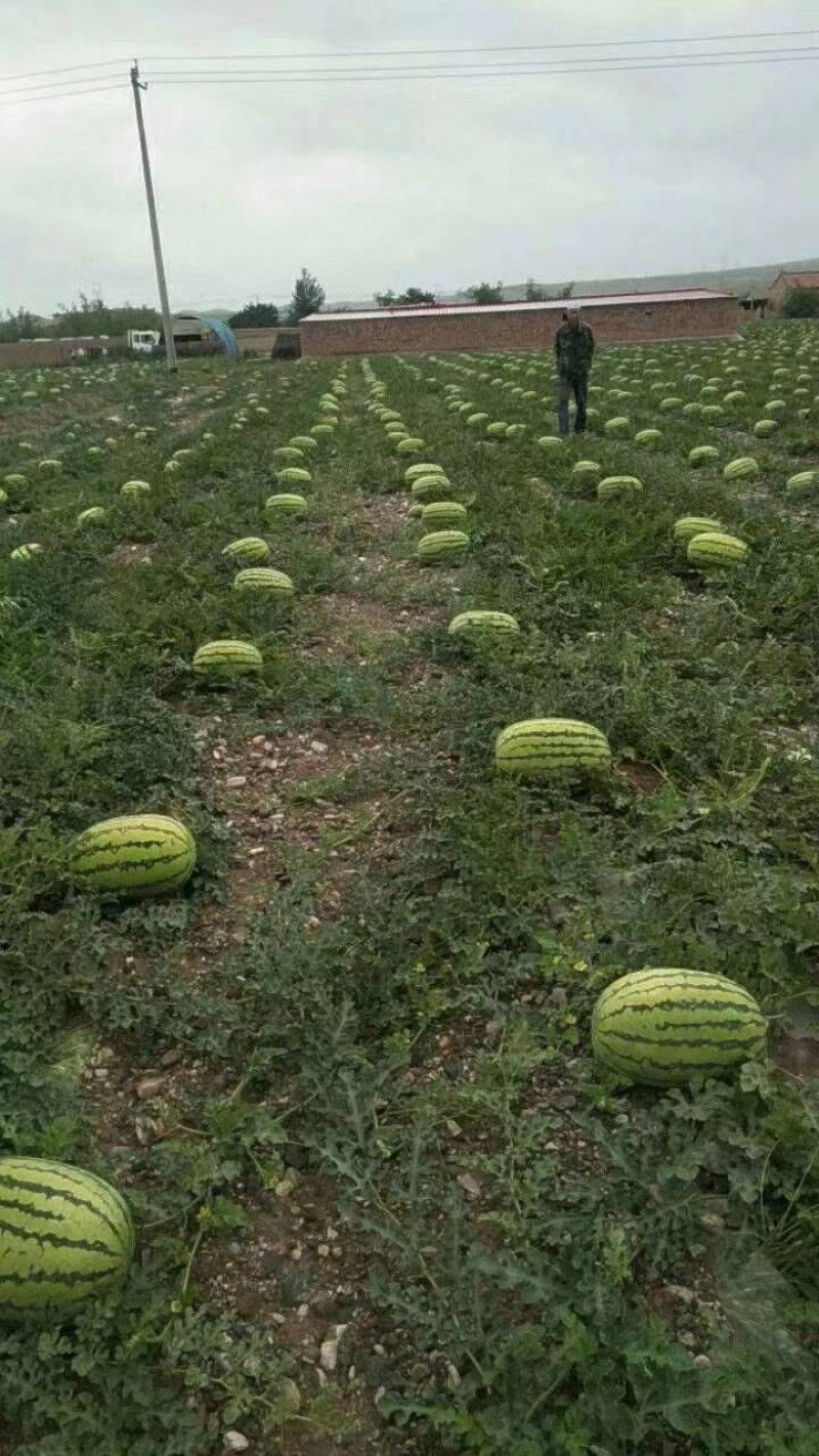 硒砂瓜宁夏石头西瓜个头大糖度高耐运输品质好代发全国