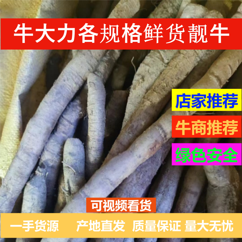 产地直销新鲜小叶牛大力生货各规格牛大力