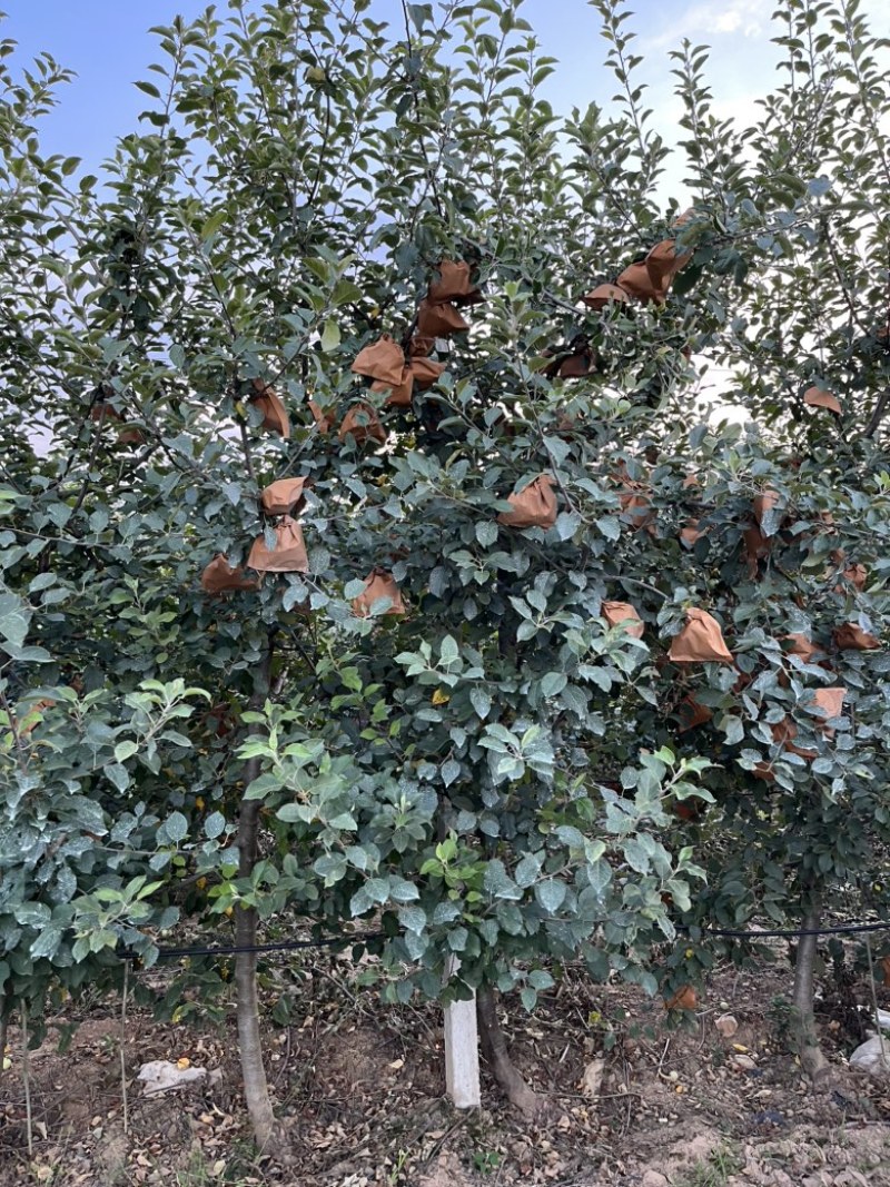 百亩苹果园出租
