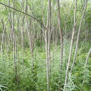 甘肃临夏县金丝垂柳苗木种植基地