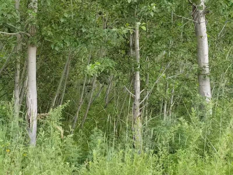 甘肃临夏县金丝垂柳苗木种植基地