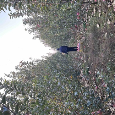 百亩苹果园出租