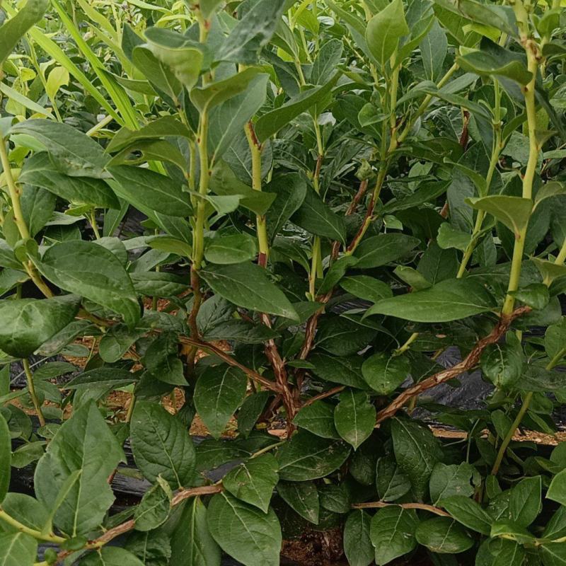 F6-优瑞卡1702-来克西，博物，L11花香蓝莓，公爵
