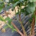 F6-优瑞卡1702-来克西，博物，L11花香蓝莓，公爵