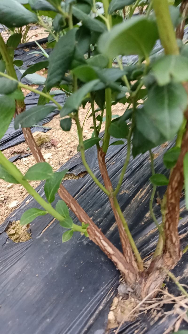 F6-优瑞卡1702-来克西，博物，L11花香蓝莓，公爵