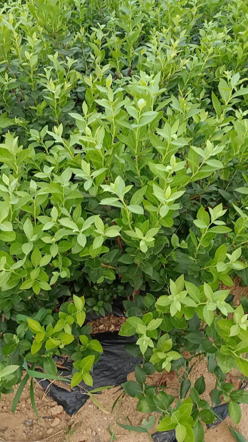 F6-优瑞卡1702-来克西，博物，L11花香蓝莓，公爵
