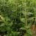 F6-优瑞卡1702-来克西，博物，L11花香蓝莓，公爵