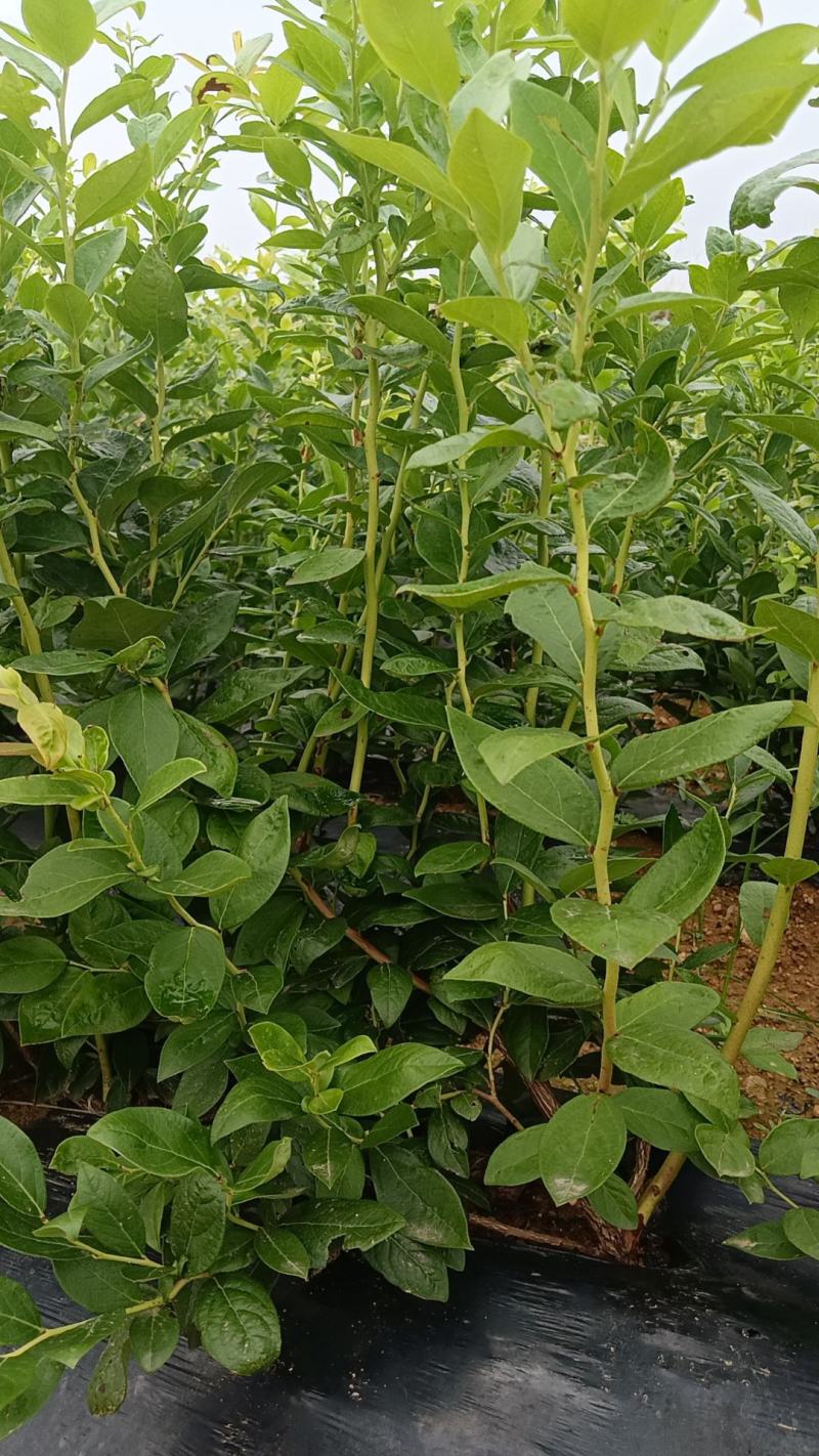 F6-优瑞卡1702-来克西，博物，L11花香蓝莓，公爵