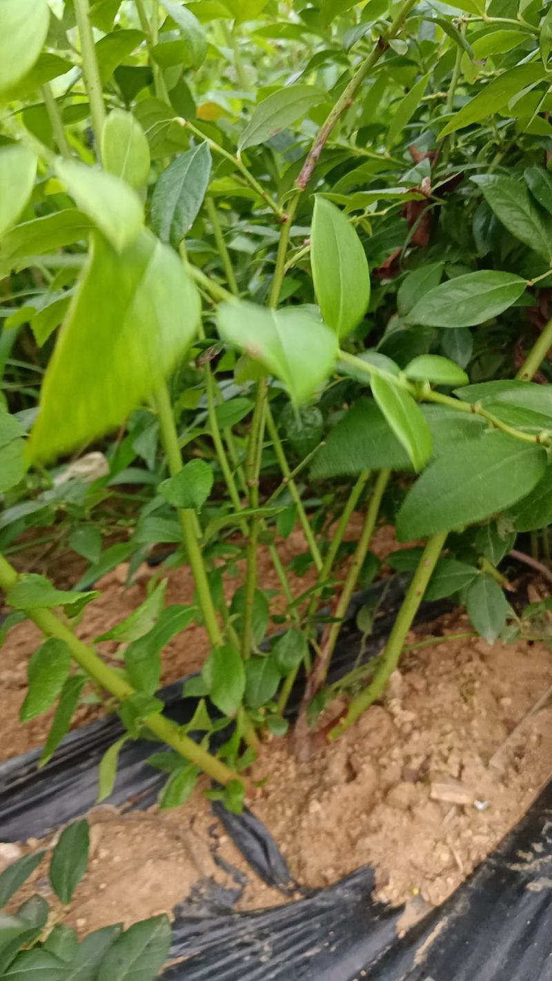 F6-优瑞卡1702-来克西，博物，L11花香蓝莓，公爵