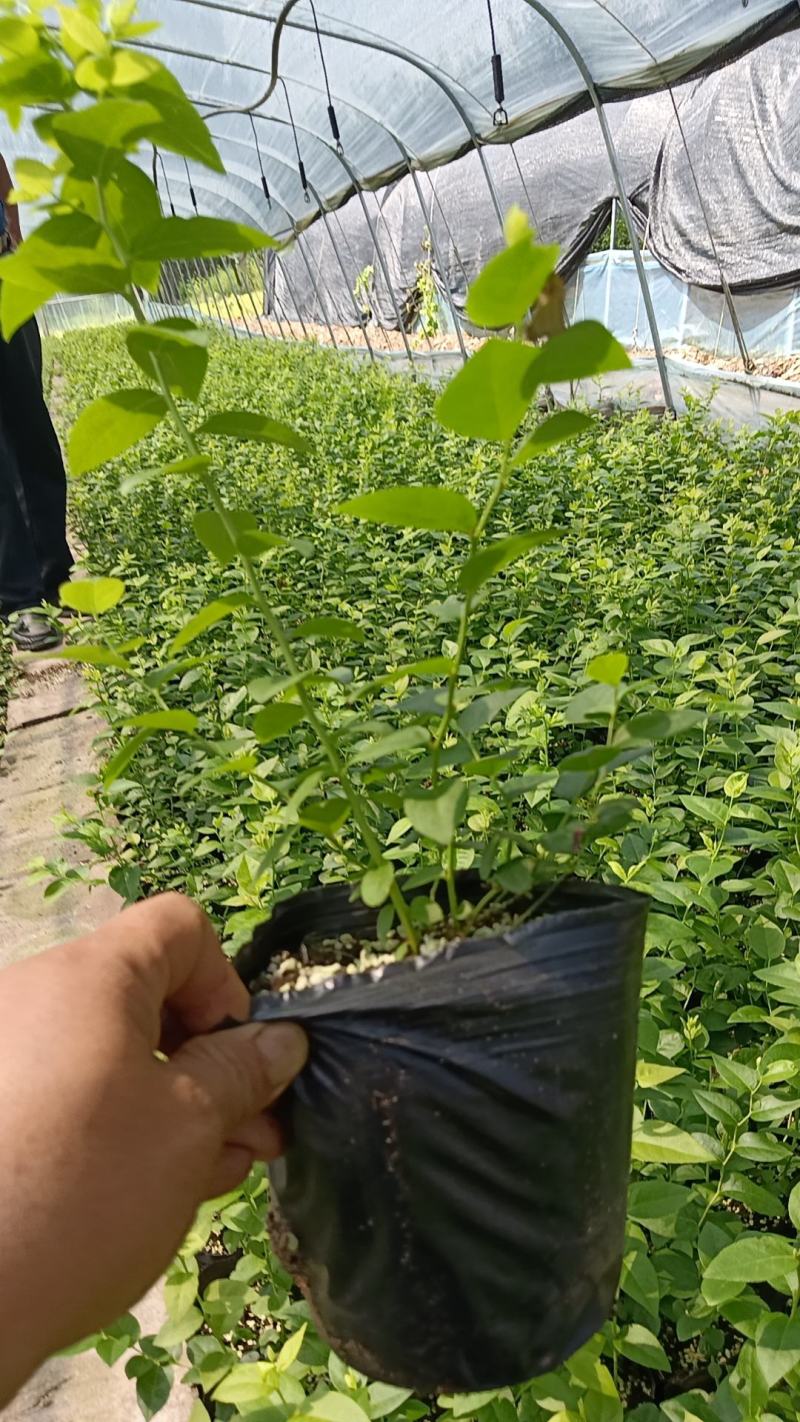 F6-优瑞卡1702-来克西，博物，L11花香蓝莓，公爵