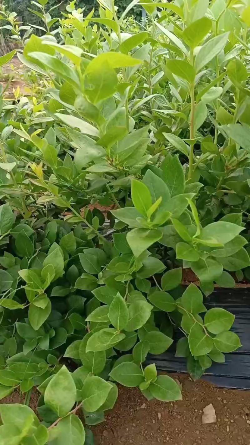 F6-优瑞卡1702-来克西，博物，L11花香蓝莓，公爵