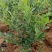 F6-优瑞卡1702-来克西，博物，L11花香蓝莓，公爵