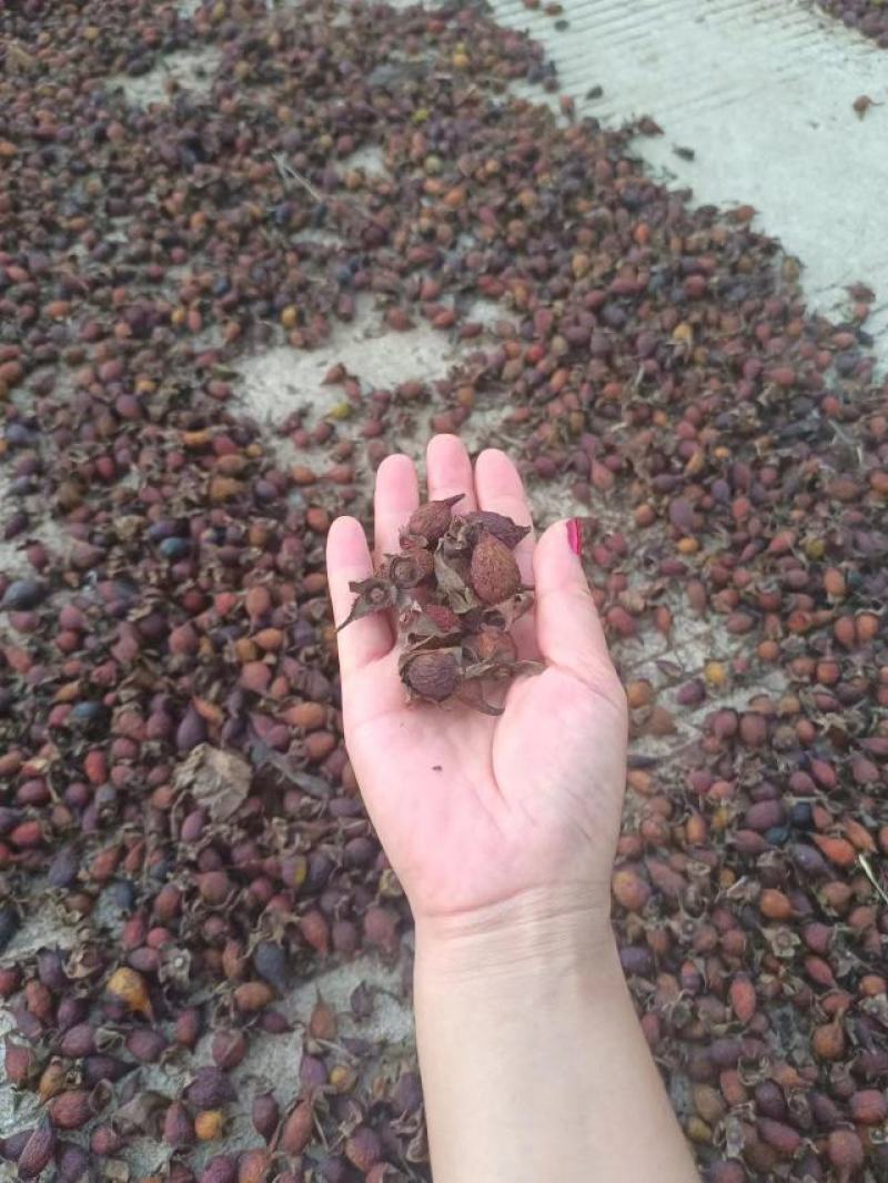 金樱子，深山老林金樱子，产地一手货源批发，零售