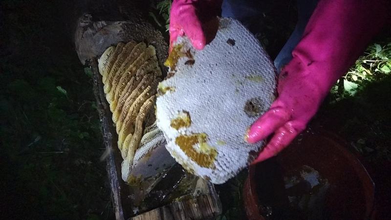 背出大山里土蜂蜜，是海拔2600米高山土蜜