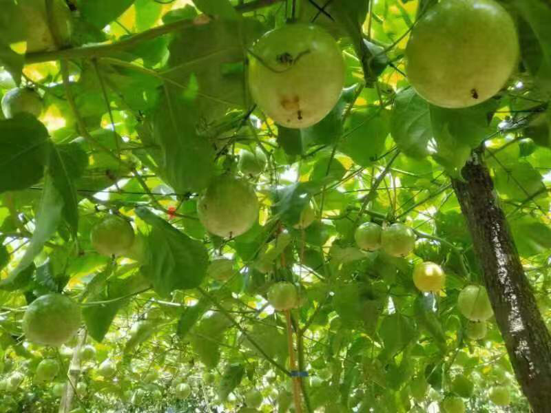 【热卖】黄金百香果芭乐味新鲜采摘现摘现发百香果