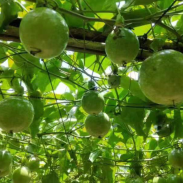 【热卖】黄金百香果芭乐味新鲜采摘现摘现发百香果