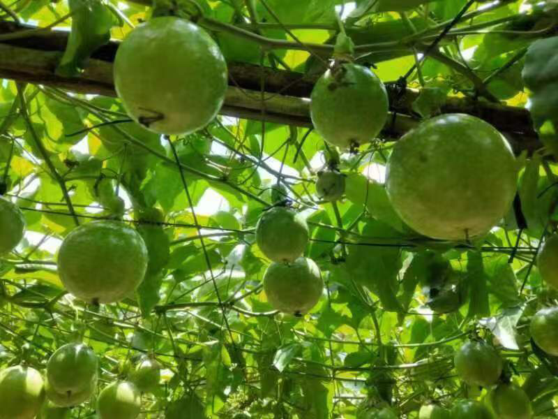 【热卖】黄金百香果芭乐味新鲜采摘现摘现发百香果