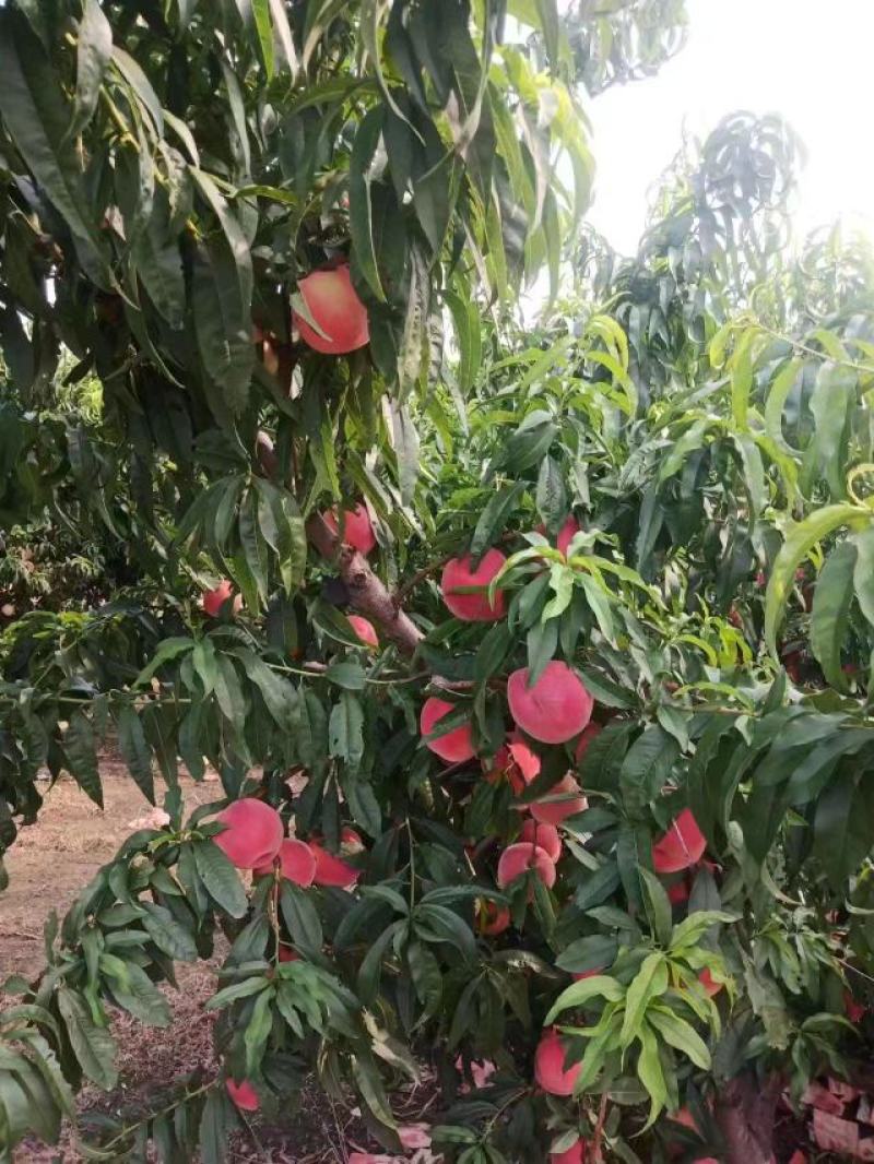 胭脂红大毛桃大量上市