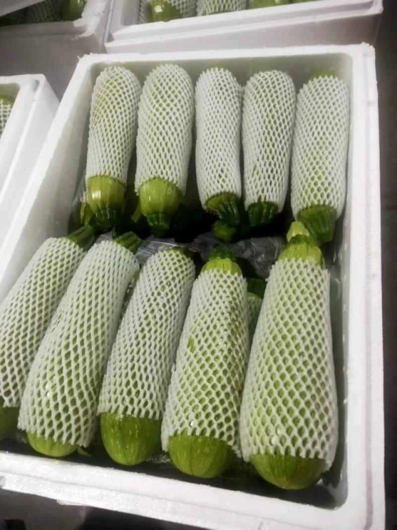 西葫芦云南绿皮西葫芦货源充足产地直供