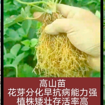 隋珠，越秀，秒七，品种齐全，现场起苗，技术指导。