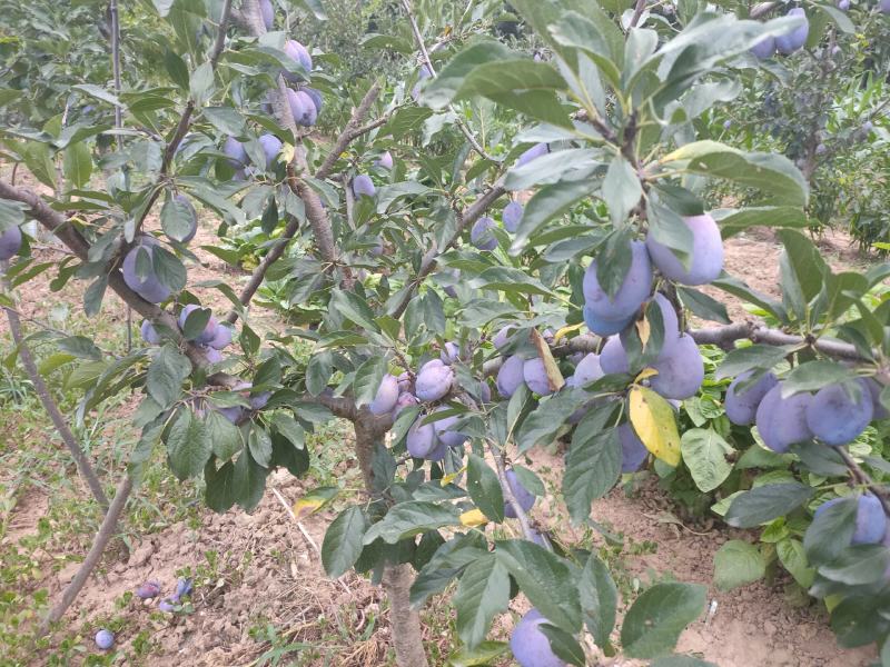 西梅蓝蜜