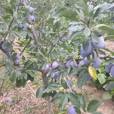 西梅蓝蜜