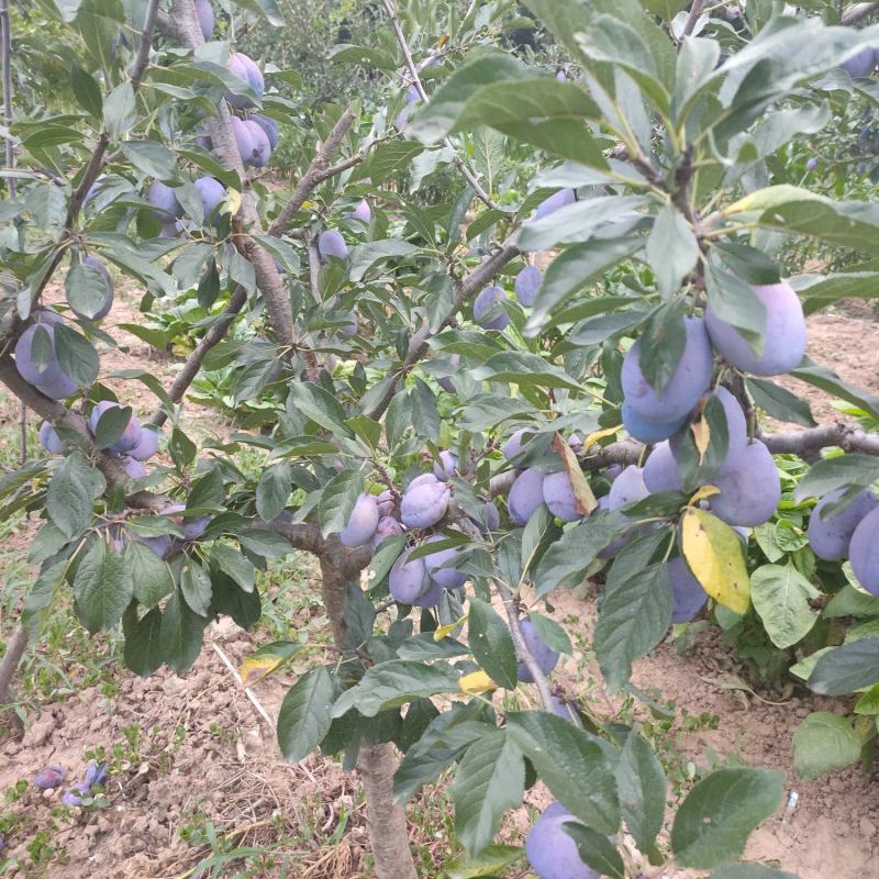 西梅蓝蜜
