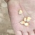 干玉米粒干棒子粒