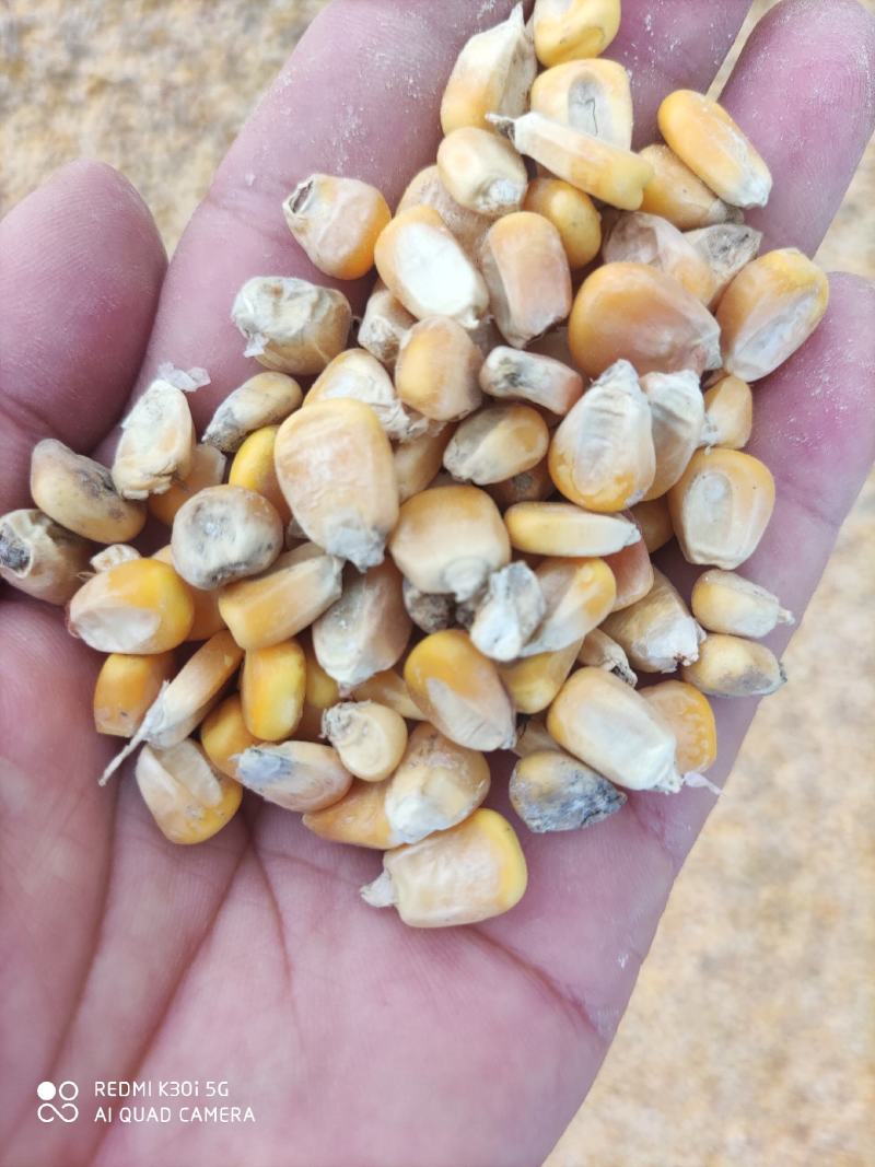 干玉米粒干棒子粒