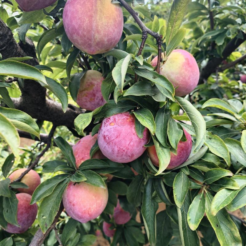 福莱索李子大量上市
