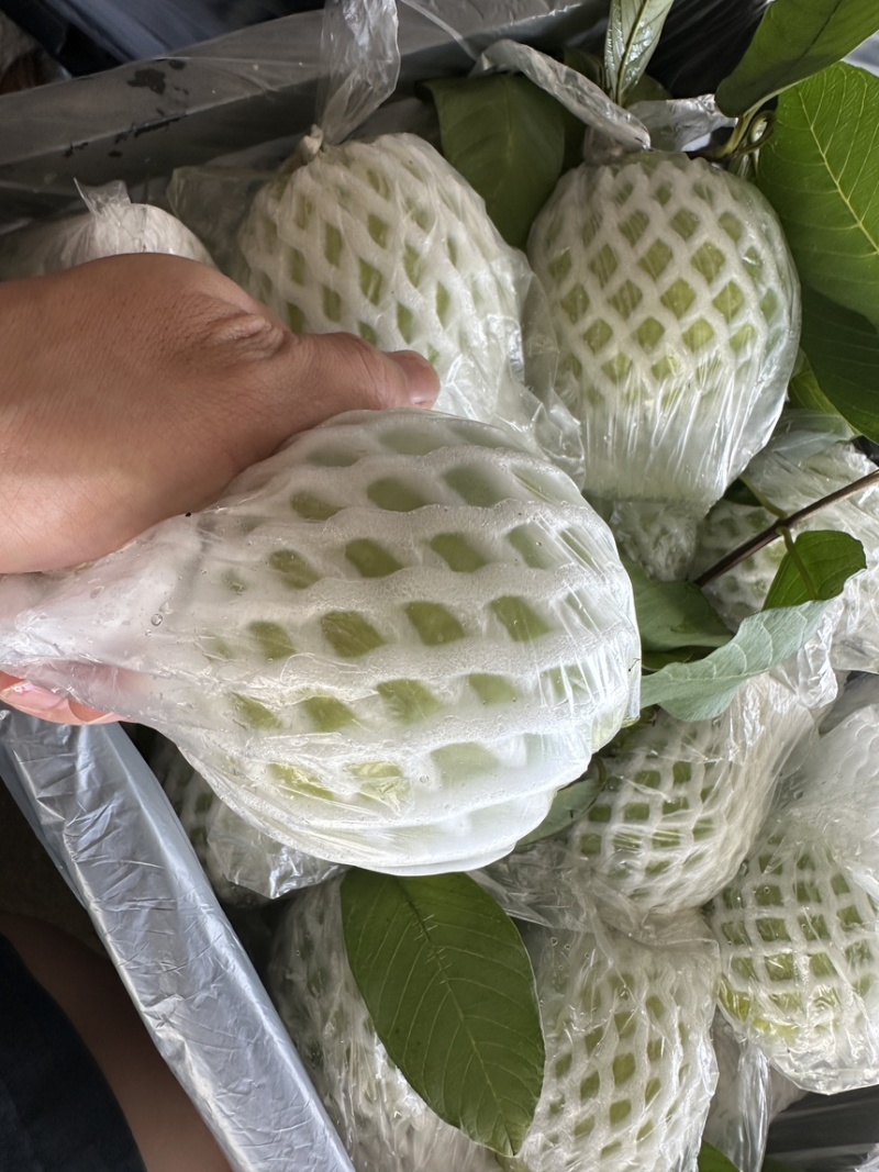 番石榴