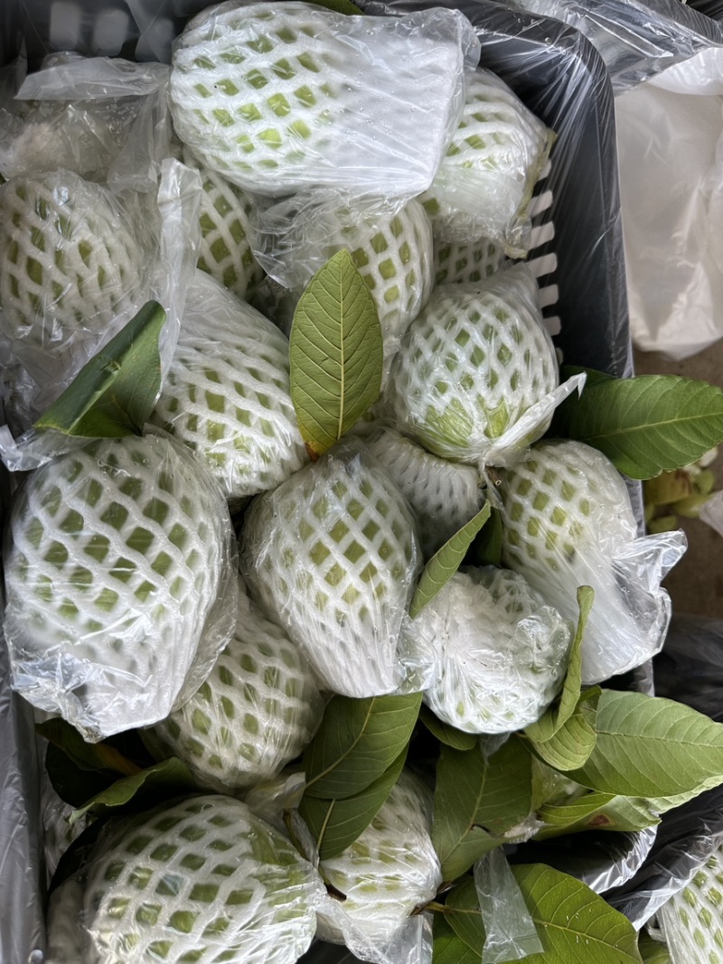 番石榴