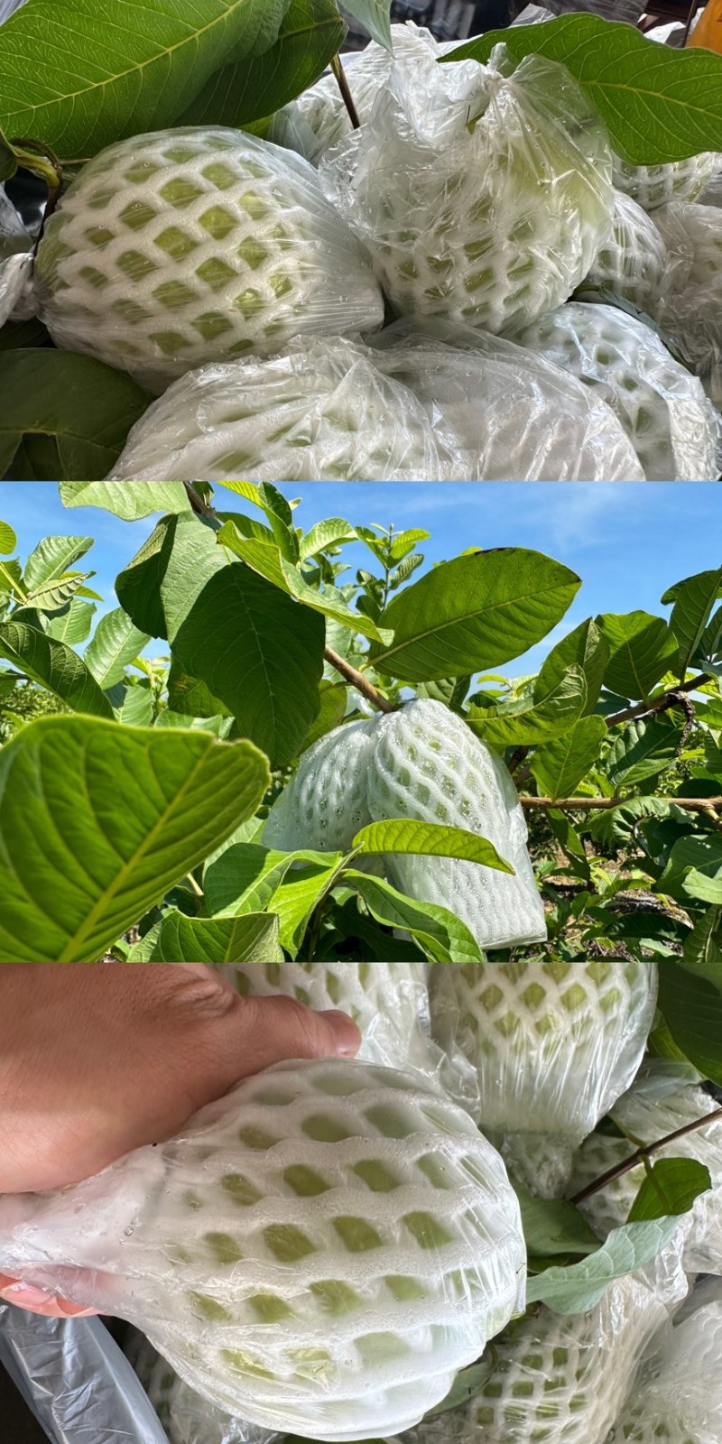 番石榴