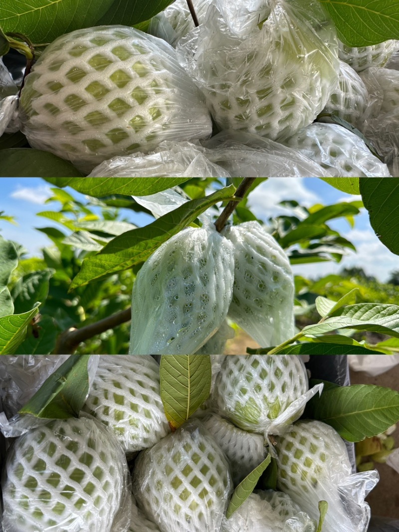番石榴