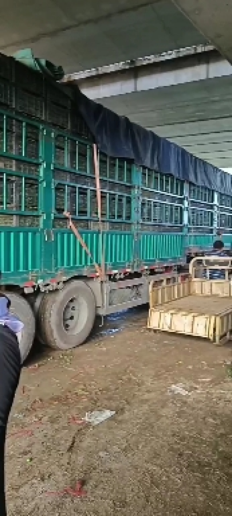 青葡萄，巨峰青葡萄，罐头厂，果汁厂，青葡萄扒皮