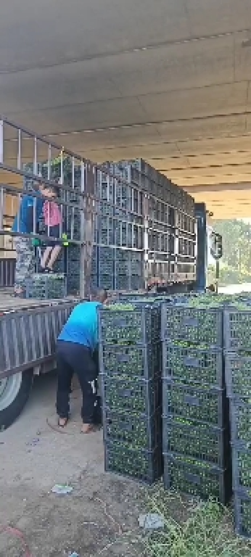 青葡萄，巨峰青葡萄，罐头厂，果汁厂，青葡萄扒皮