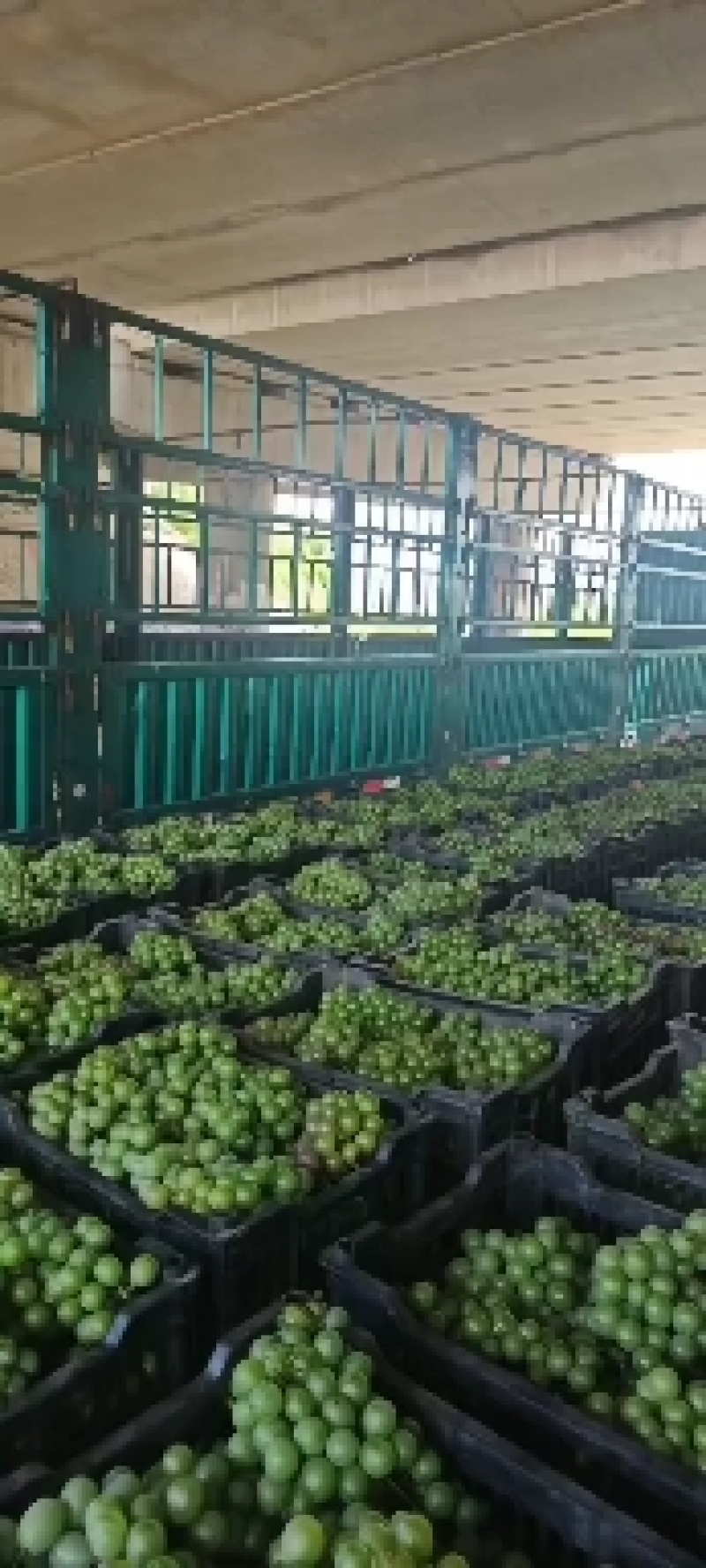 青葡萄，巨峰青葡萄，罐头厂，果汁厂，青葡萄扒皮