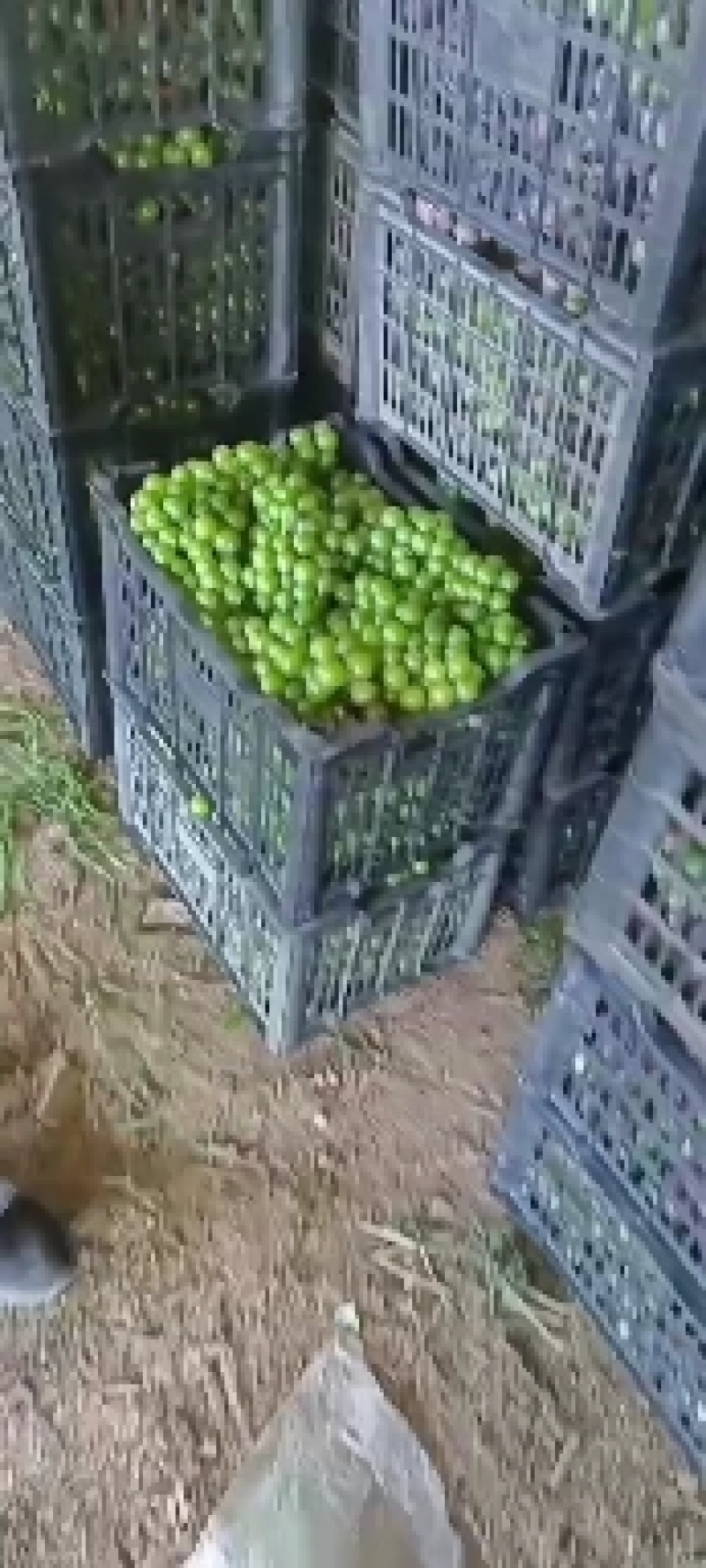 青葡萄，巨峰青葡萄，罐头厂，果汁厂，青葡萄扒皮