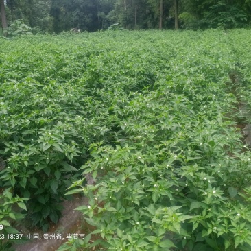 贵州新52小米辣大量供应